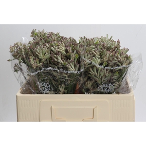 Anigozanthos Bush Diamond