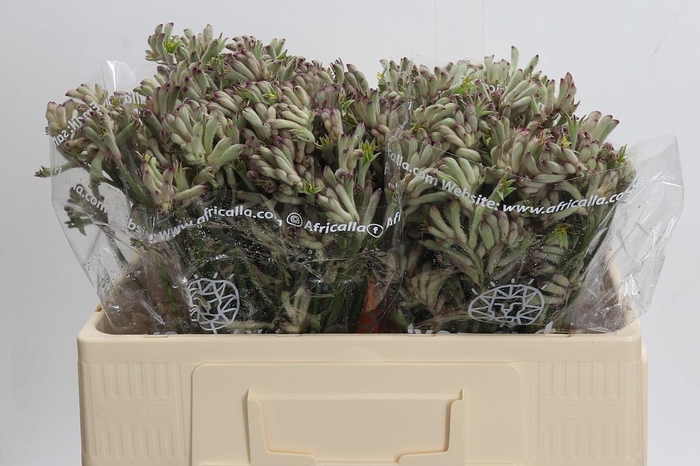 <h4>Kangaroo Paw Bush Diamond</h4>
