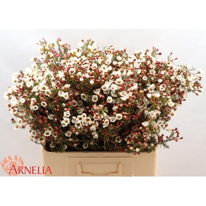 Chamelaucium Moonlight Delight