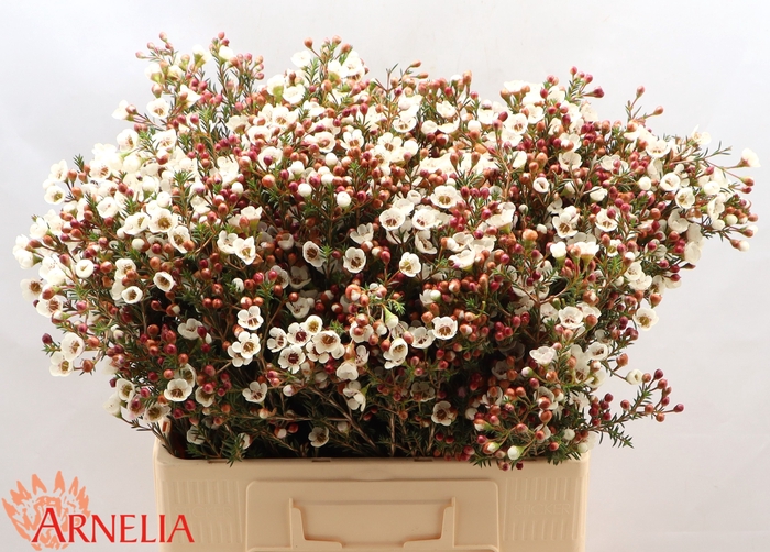 <h4>Chamelaucium Moonlight Delight</h4>