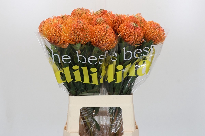 <h4>Nutans Ayoba Peach</h4>
