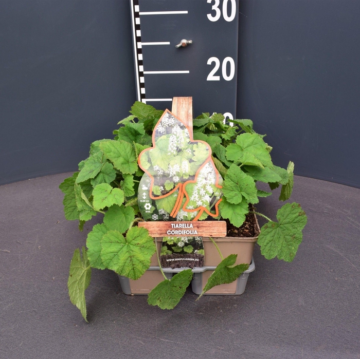 <h4>Tiarella cordifolia (6-Pack)</h4>
