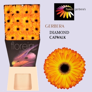 Gerbera Catwalk Diamond