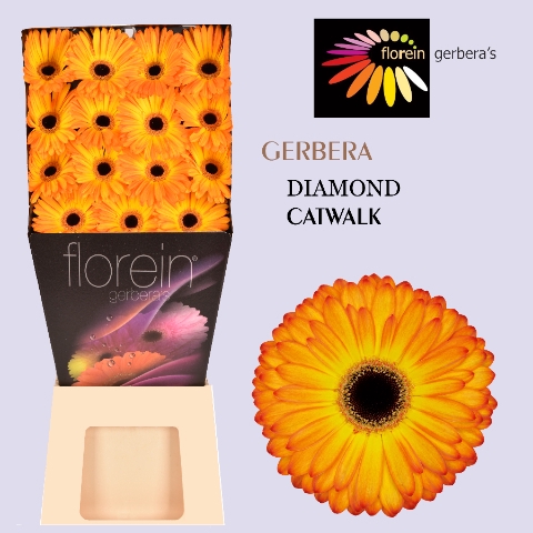 <h4>Gerbera Catwalk Diamond</h4>