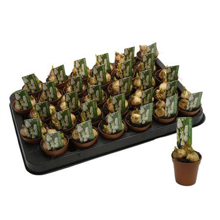 <h4>Muscari White Magic Mini</h4>