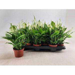 Spathiphyllum Chopin 10,5Ø 30cm 8fl