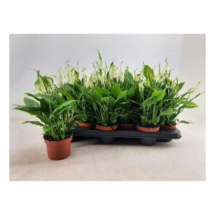<h4>Spathiphyllum Chopin 10,5Ø 30cm 8fl</h4>