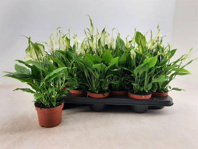 Spathiphyllum Chopin 10,5Ø 30cm 8fl