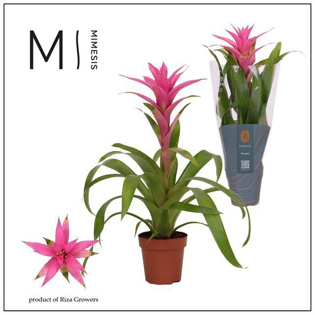 <h4>GUZMANIA SUERTE CERISE P12</h4>