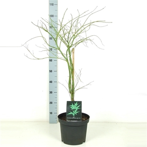 Acer palmatum 'Dissectum' P26 Full CC