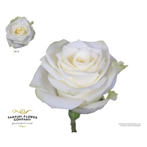 Rosa Premium Mia