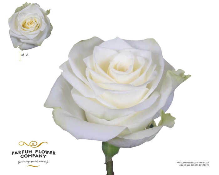 <h4>Rosa Premium Mia</h4>