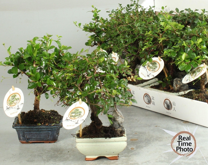 <h4>BONSAI GEM</h4>