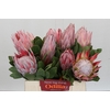 Protea Cynaroides