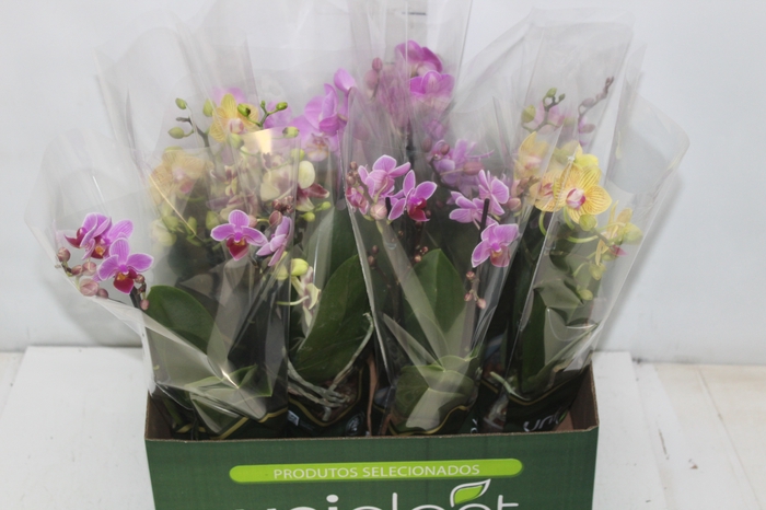 <h4>PHALAENOPSIS MINI P09 2 HT</h4>