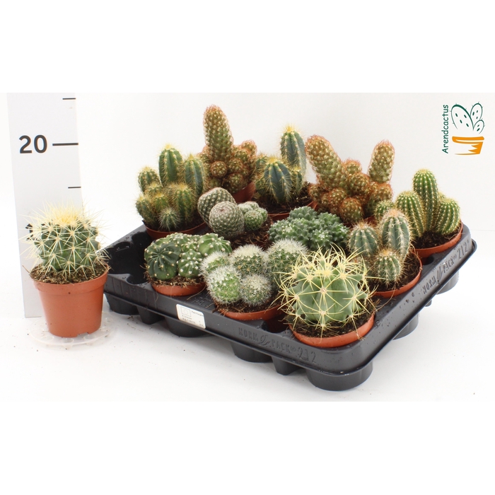 <h4>CACTUS GEM</h4>