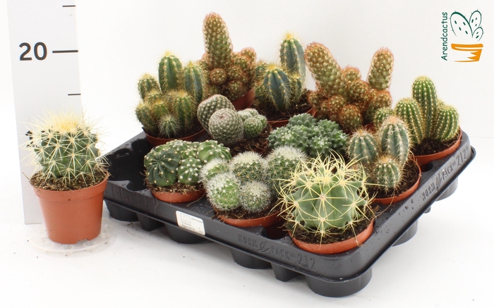 CACTUS GEM