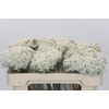 Ozothamnus Booming White