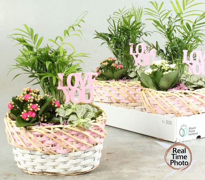 <h4>ARR KAMERPL</h4>