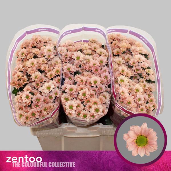 <h4>Chr San Babette Zentoo</h4>