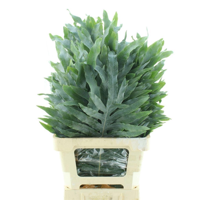 <h4>Cyrtomium ( Blauwvaren)</h4>