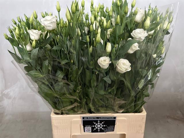 <h4>EUS G ROSI WHITE</h4>