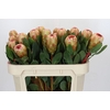 Protea Grandicolor