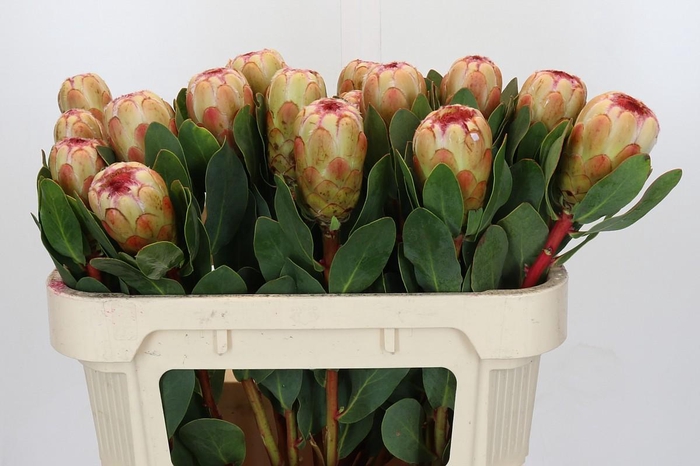 <h4>Protea Grandicolor</h4>