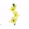 Oriental Wit schaal 9pp
