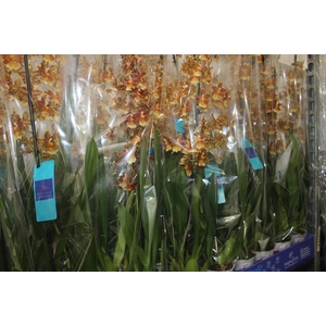 ORQUIDEA HAWAIIAN CATATANTE SUN SPOTS P12 MIN 1 HT