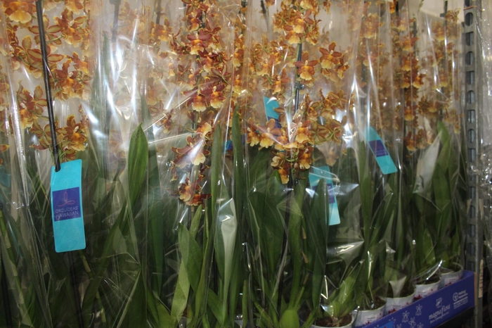 ORQUIDEA HAWAIIAN CATATANTE SUN SPOTS P12 MIN 1 HT