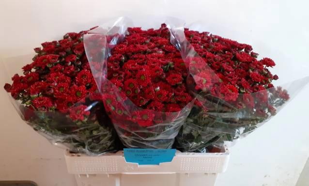 <h4>Chrys sa melissa</h4>