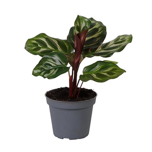 CALATHEA MAKOYANA P6