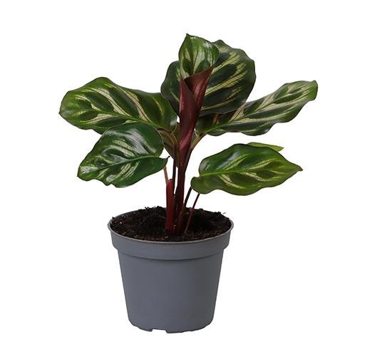 <h4>CALATHEA MAKOYANA P6</h4>