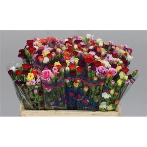 Di Tr Rainbow Mix X10 BD