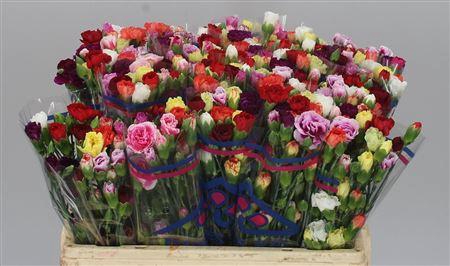 <h4>Di Tr Rainbow Mix X10 BD</h4>