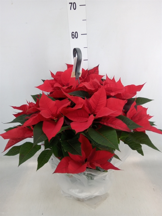 <h4>Euphorbia pulc. 'Blissful Red'</h4>