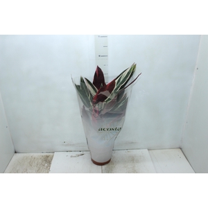 CALATHEA TRIALSTAR P17