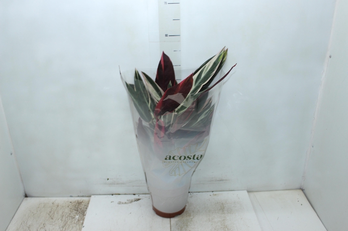 <h4>CALATHEA TRIALSTAR P17</h4>