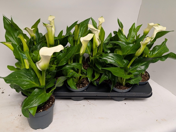 <h4>ZANT CAPT FRESCO</h4>