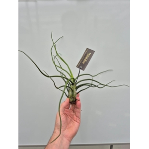 Tillandsia Bulbosa Giant met Label