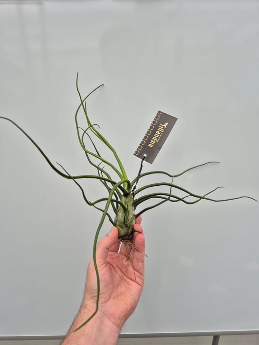 <h4>Tillandsia Bulbosa Giant met Label</h4>