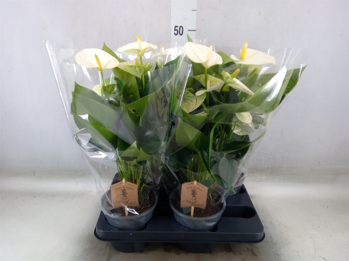 <h4>Anthurium andr. 'Cocos'</h4>