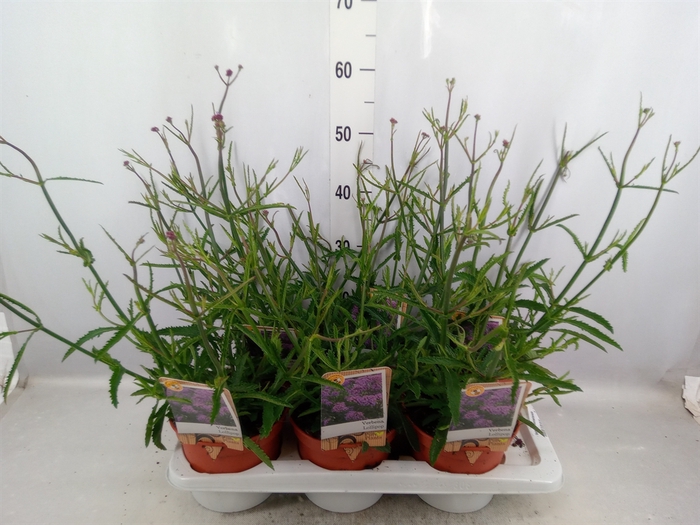 <h4>Verbena bonariensis</h4>