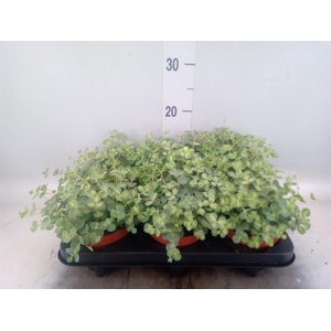 Sedum sieboldii 'Mediovariegatum'