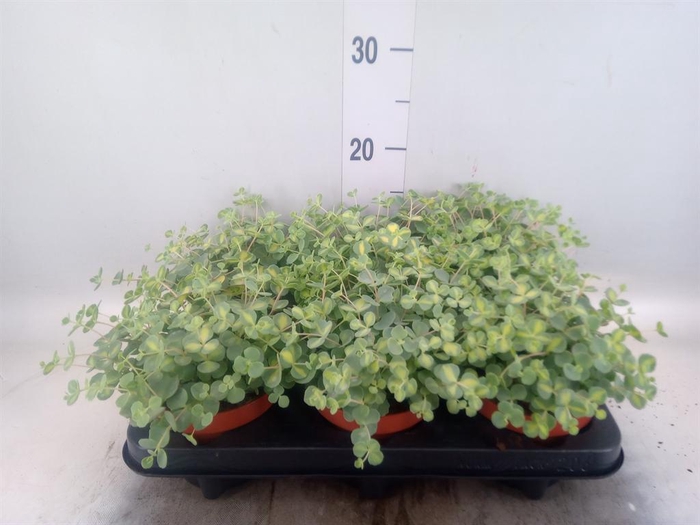 <h4>Sedum sieboldii 'Mediovariegatum'</h4>
