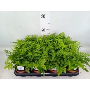 Asplenium  'Parvati'