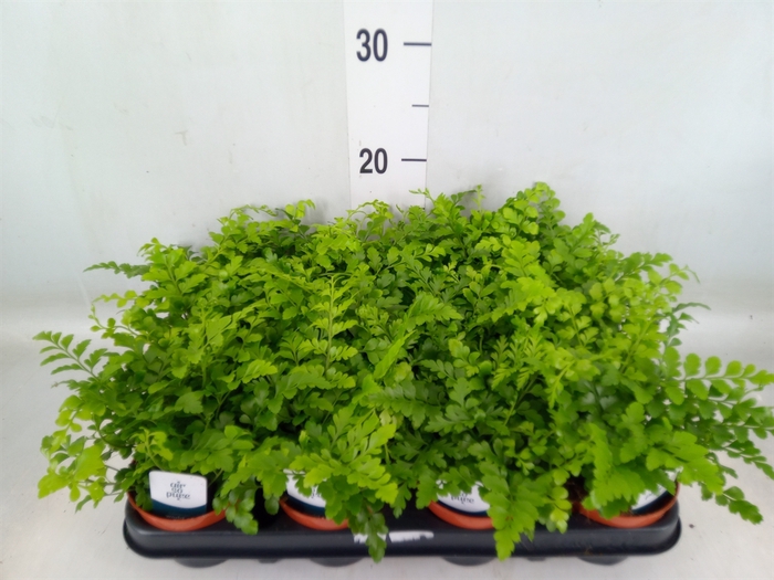 <h4>Asplenium  'Parvati'</h4>