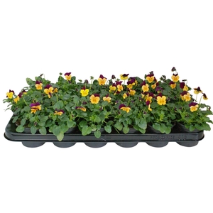 Viool corr oranje paarse vlag p9