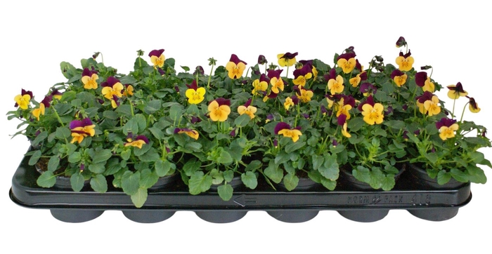 <h4>Viool corr oranje paarse vlag p9</h4>